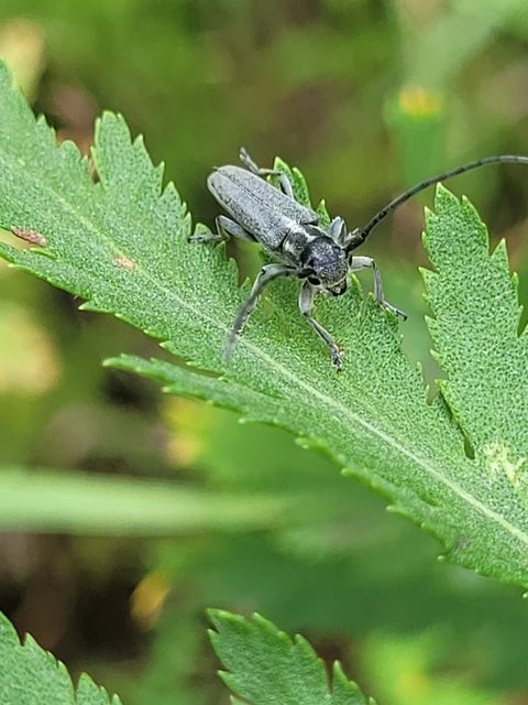 Phytoecia nigricornis - ürömcincér