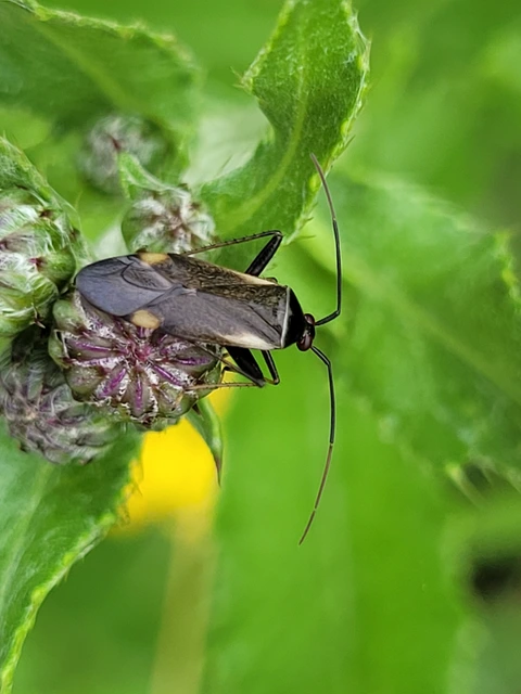 Adelphocoris seticornis - szegélyes mezeipoloska