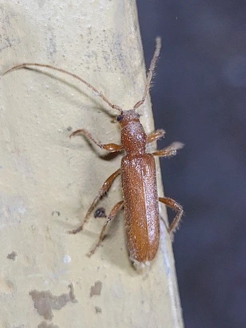 Axinopalpis gracilis - kecses selymescincér