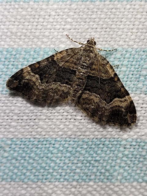 Xanthorhoe biriviata - kétsávos tarkaaraszoló
