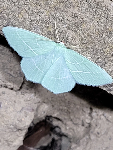 Hemistola chrysoprasaria - kékes zöldaraszoló