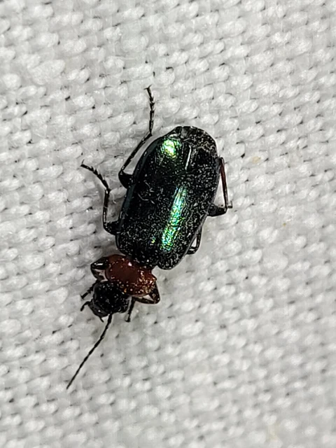 Lebia cyanocephala - pompás cserjefutó