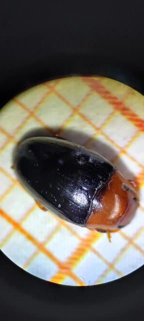 Triplax rufipes - feketehasú tarbogár