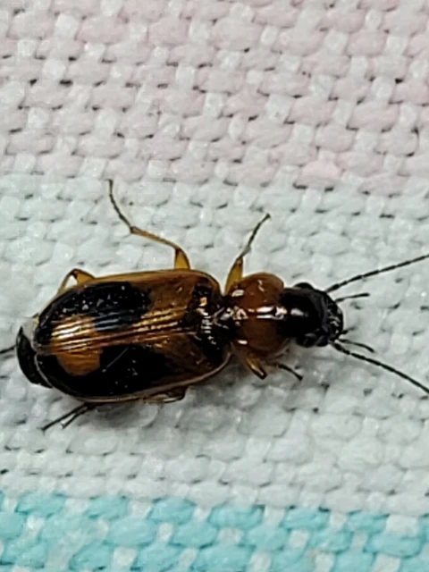 Badister meridionalis - közönséges posványfutonc