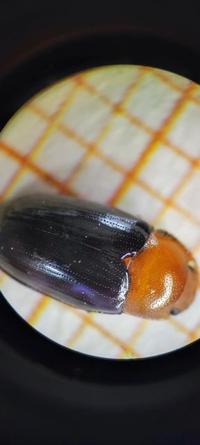 Triplax scutellaris - vörösmellű tarbogár