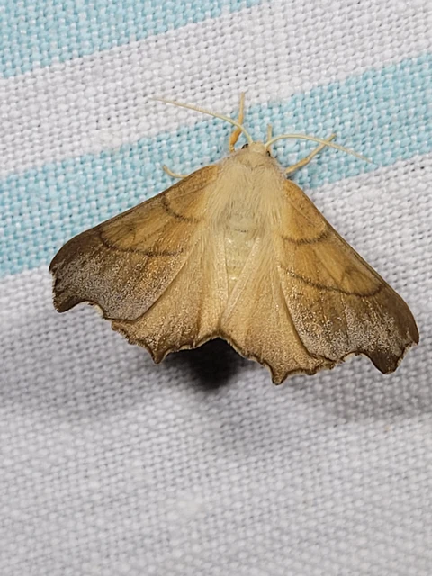 Ennomos fuscantaria - kőris-levélaraszoló