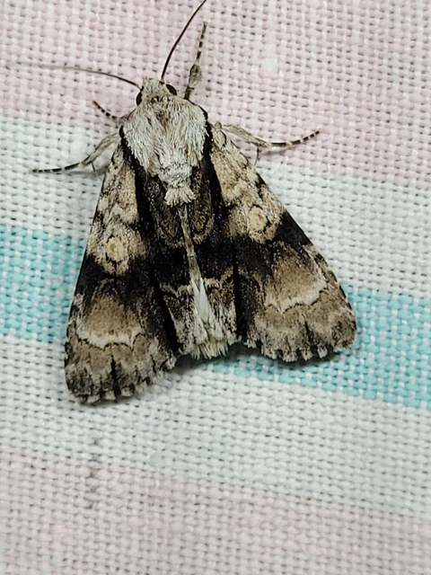 Acronicta alni - éger-szigonyosbagoly
