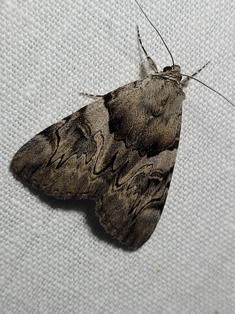 Catocala fulminea - galagonya-övesbagoly