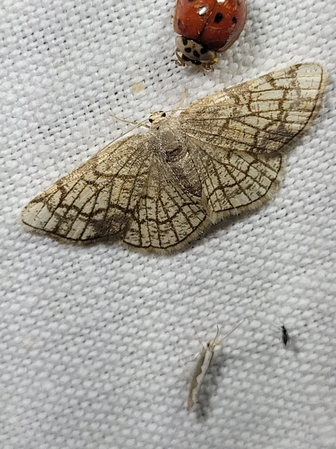 Stegania dilectaria - fehérnyár-araszoló