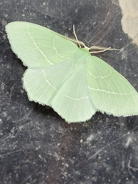 Hemistola chrysoprasaria - kékes zöldaraszoló