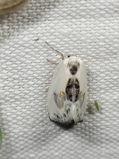 Cilix glaucata - törpe sarlósszövő