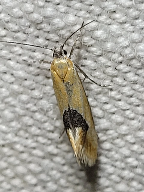 Batia internella/lambdella