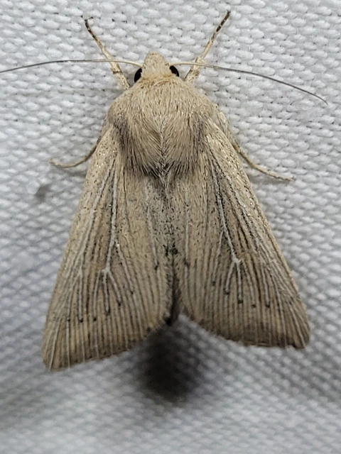 Leucania obsoleta - pontozott rétibagoly