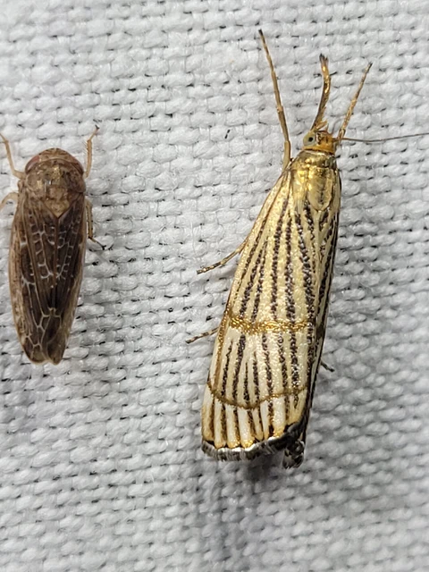 Chrysocrambus linetella - déli fűgyökérmoly