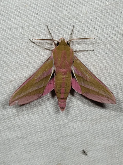 Deilephila elpenor - szőlőszender