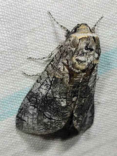 Cossus cossus - fűzfarontólepke