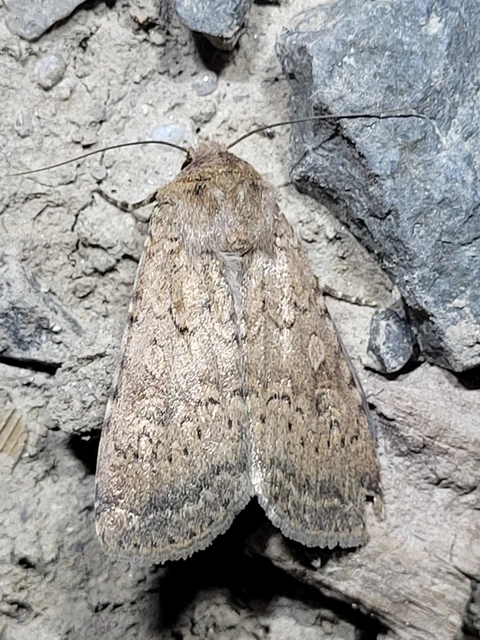Rhyacia simulans - hamvas földibagoly