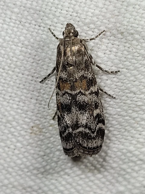 Dioryctria sylvestrella - tobozrágó karcsúmoly