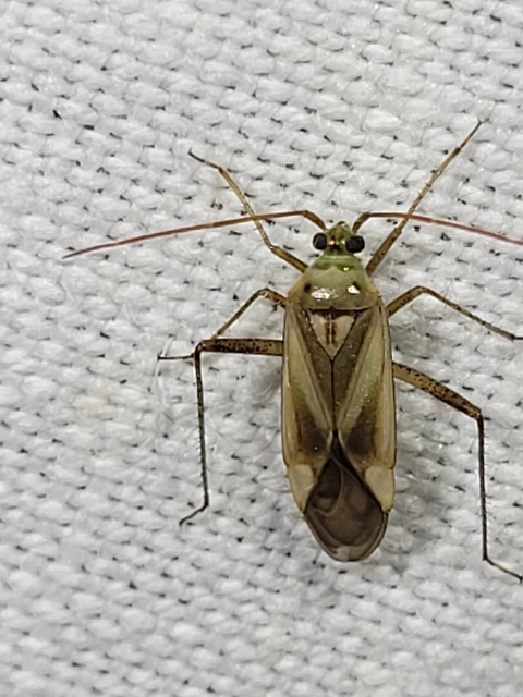 Adelphocoris lineolatus - lucernapoloska