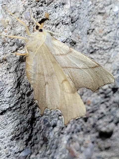 Ennomos erosaria - hársfa-levélaraszoló