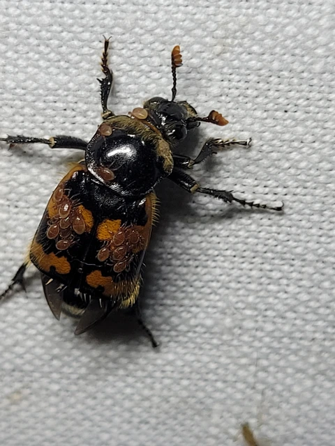 Nicrophorus vespillo - közönséges temetőbogár