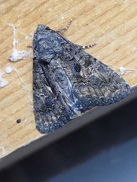 Anophia leucomelas - déli folyófűbagoly