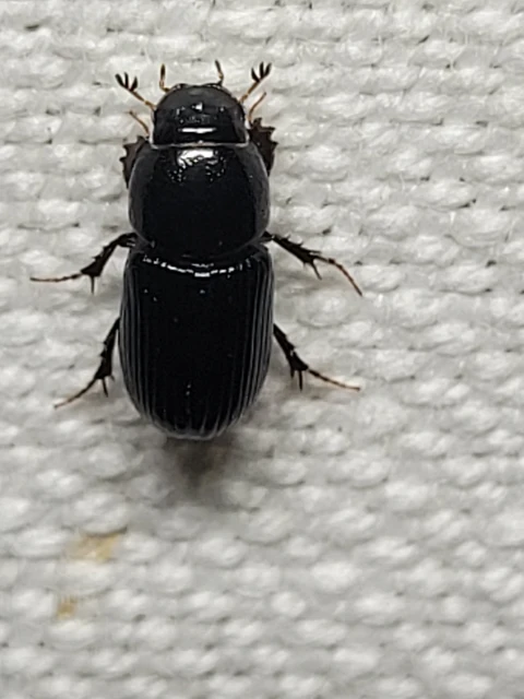 Aphodius varians - változékony trágyabogár