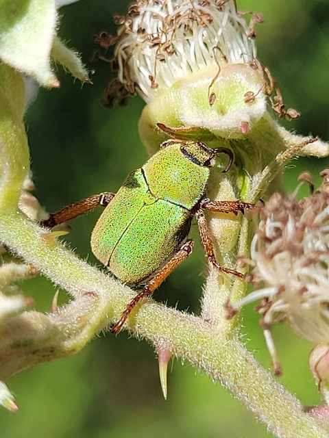 Hoplia dilutipes
