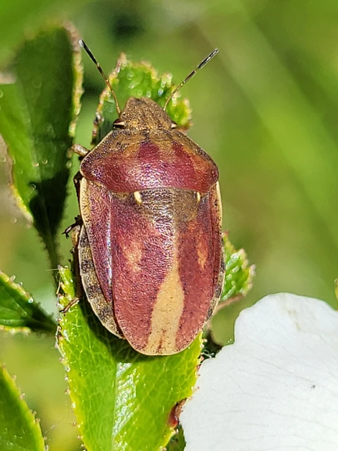 Eurygaster Eurygaster