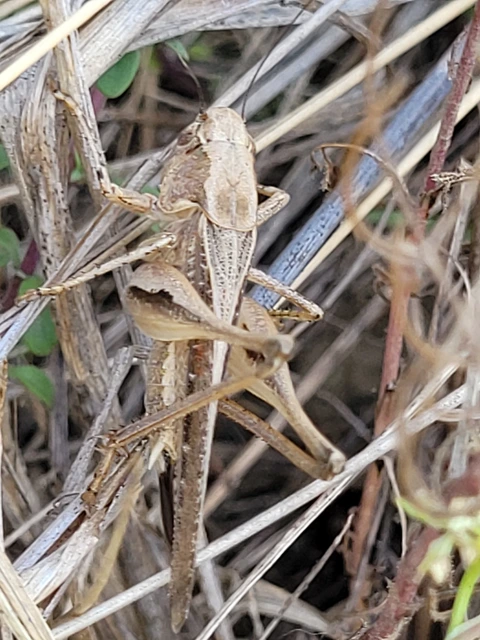 Platycleis