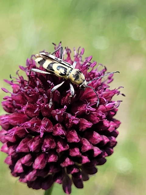 Chlorophorus varius - díszes darázscincér