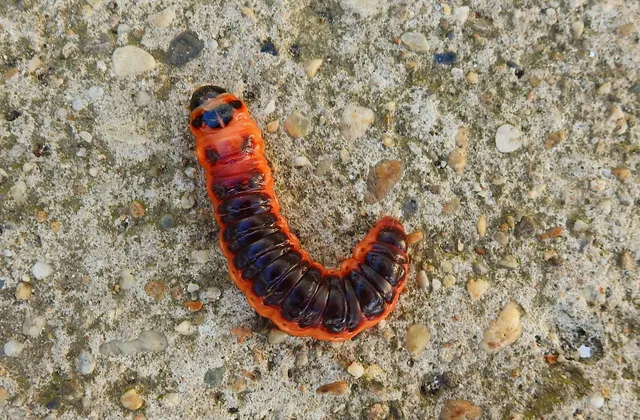 Cossus cossus - fűzfarontólepke