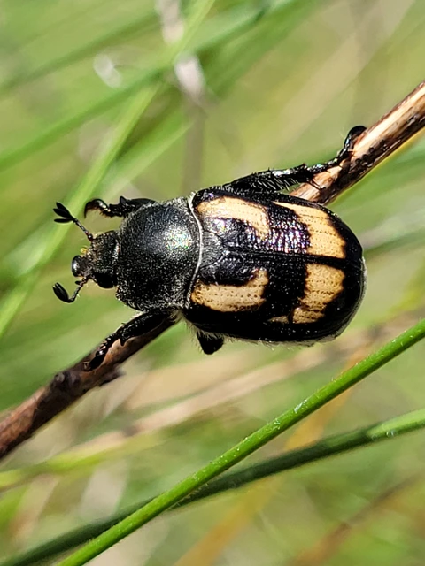 Anisoplia agricola - keresztes szipoly Anisoplia agricola - keresztes szipoly