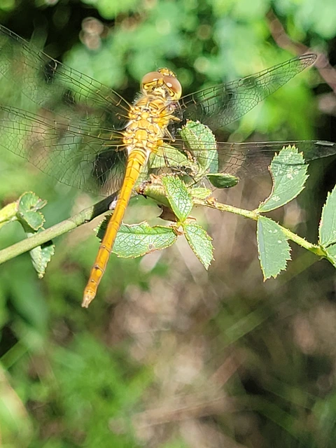 Sympetrum meridionale - fakó katona-szitakötő