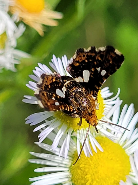 Thyris fenestrella - gyakori ablakosmoly