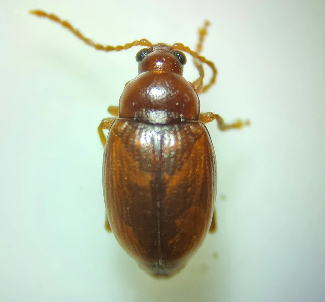 Neocrepidodera