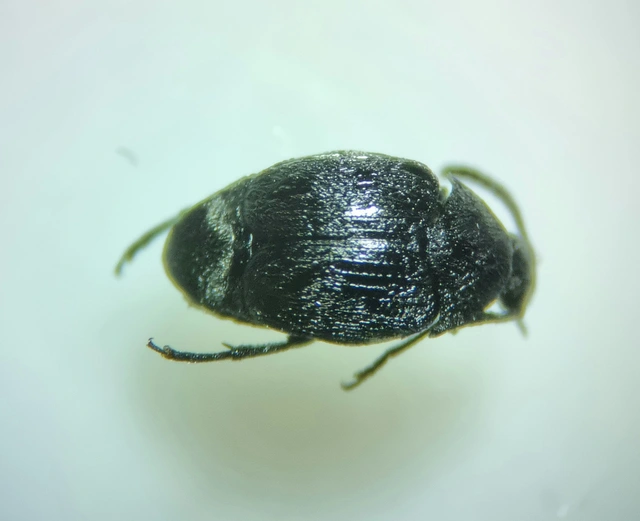 Spermophagus