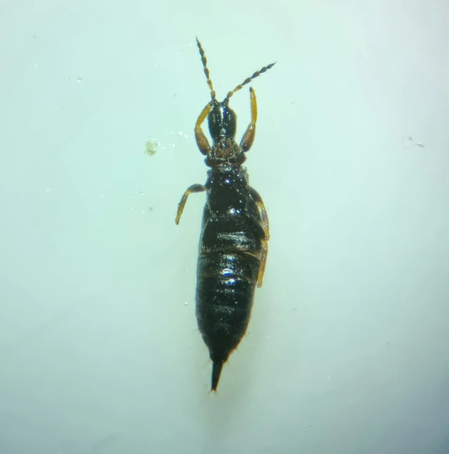 Thysanoptera - Tripszek