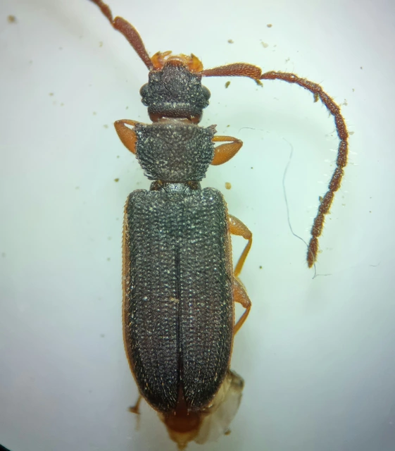 Uleiota planatus - hosszúcsápú fogasnyakú-lapbogár
