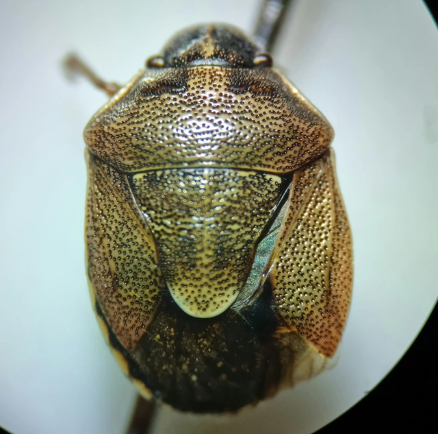 Rubiconia intermedia - bronzos címerespoloska
