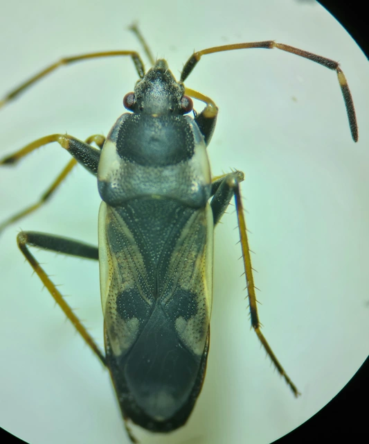 Raglius confusus