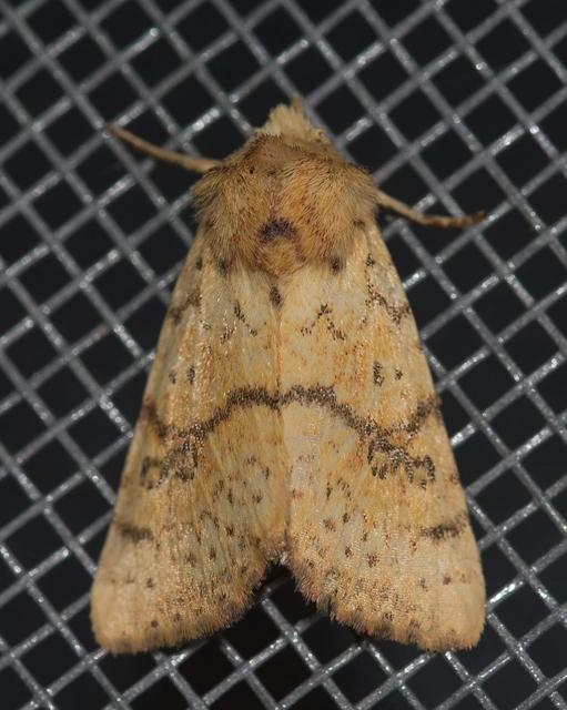 Tiliacea sulphurago - kénes sárgabagoly