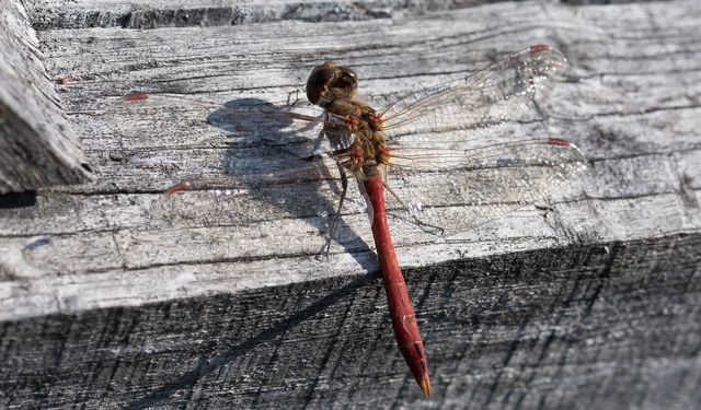 Sympetrum vulgatum - barkós katona-szitakötő
