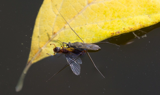Gerridae - molnárpoloskák
