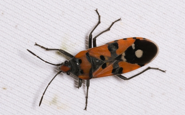 Lygaeus equestris/simulans