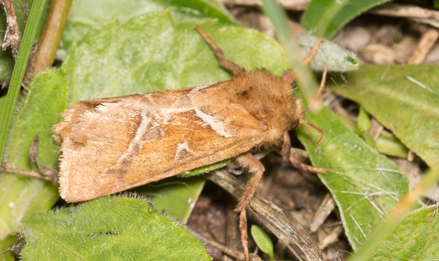 Triodia sylvina - kis gyökérrágólepke