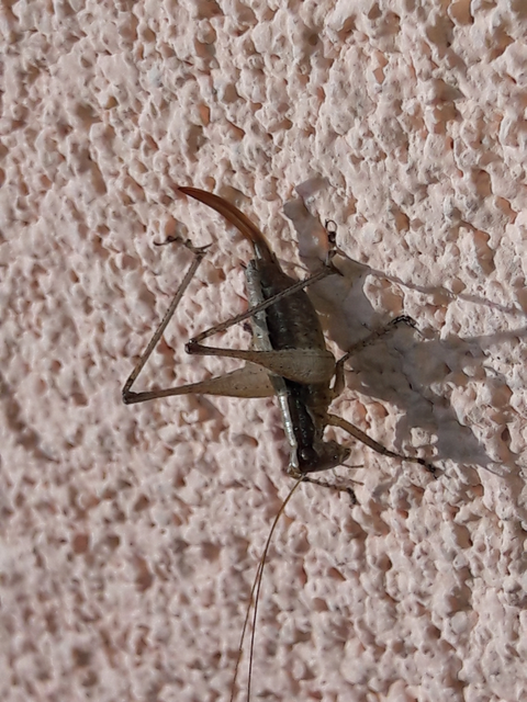 Yersinella raymondi