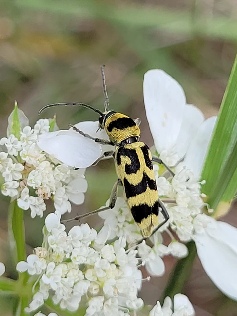 Chlorophorus varius - díszes darázscincér