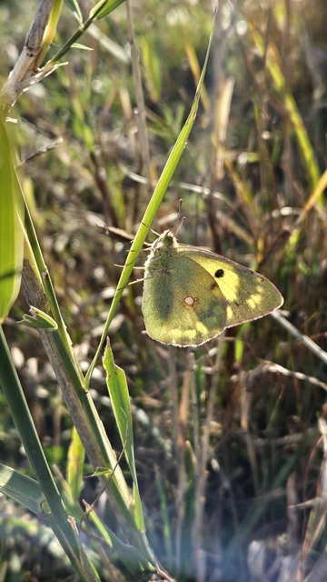 Colias erate - csángó-kéneslepke