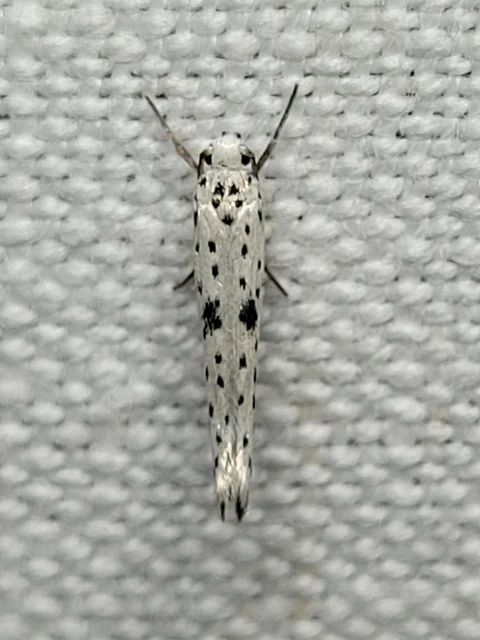 Yponomeuta plumbella - pókhálós bengemoly
